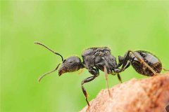针毛收获蚁 分布广泛属于收获蚁(对植物伤害很大)