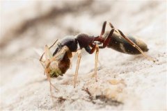 种类繁多的蚁蛛 有的具有毒性有的没有毒性