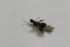 特别容易饲养的一种蚂蚁 玉米毛蚁（很常见的一种蚂蚁）