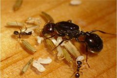 新时期的家庭小宠物原生收获蚁 具有很好饲养价值