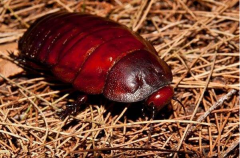 世界上最大最凶的蟑螂：巨无霸蟑螂(体长十厘米)