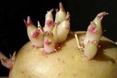 发芽土豆去掉芽能吃吗：不能(有致命龙葵素)