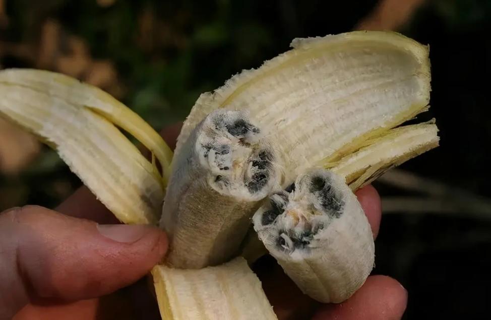 原始香蕉的样子图片