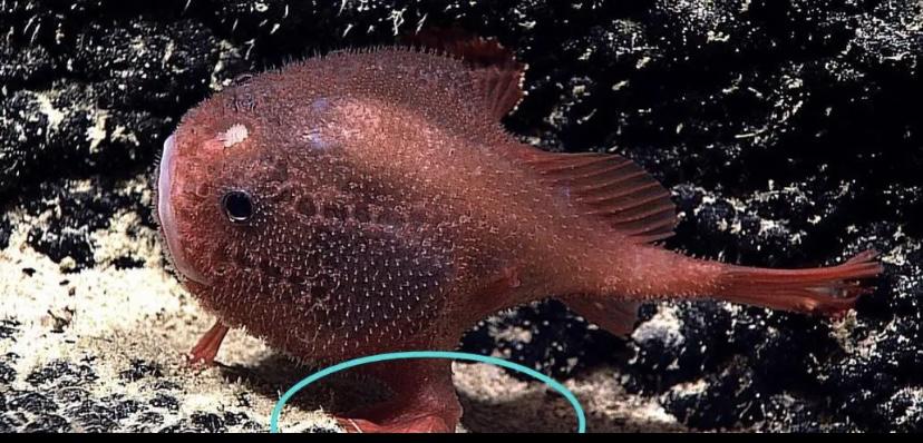 73+ 图片 色情 海洋 生物 新的 67 世界上有十分罕见的海洋生物,依靠隐身术保护自己(定居慎戎)_探秘志手机版