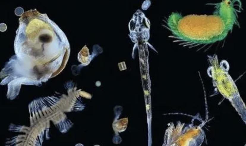 73+ 图片 色情 海洋 生物 新的 57 世界上有十分罕见的海洋生物,依靠隐身术保护自己(定居慎戎)_探秘志手机版
