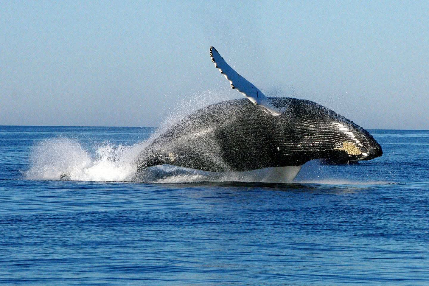 菲律宾海滩现"搁浅巨鲸" 走近一看吓一跳-北京时间