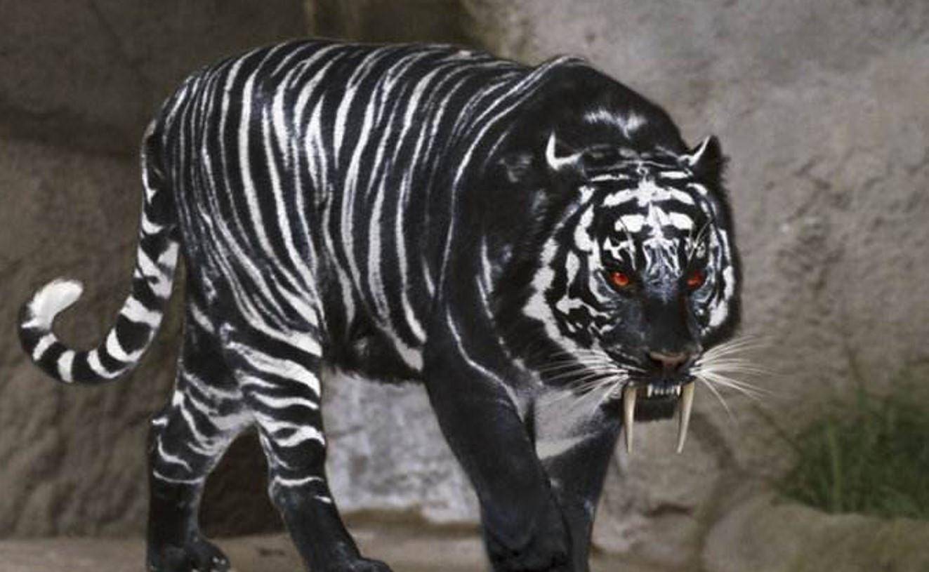 世界上有黑虎吗图片