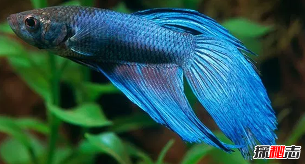 betta?10Ȥʵ