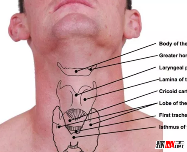 舌骨 位置图图片
