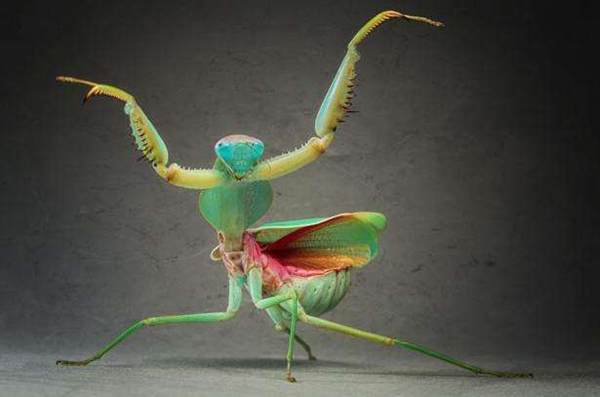 巨型大螳螂照片图片