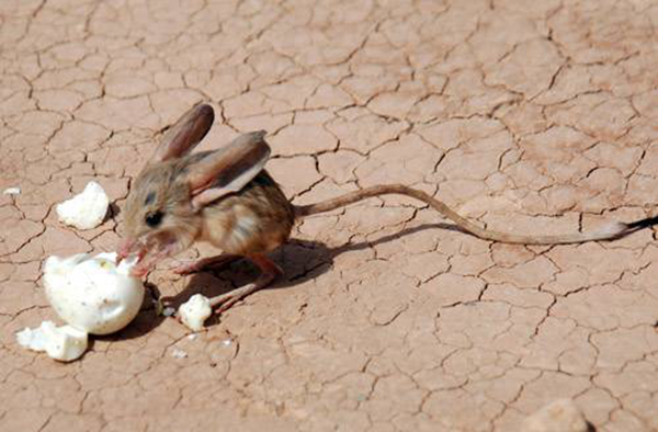 沙漠中的米老鼠长耳跳鼠：体型娇小耳朵大而长相当可爱(图2)