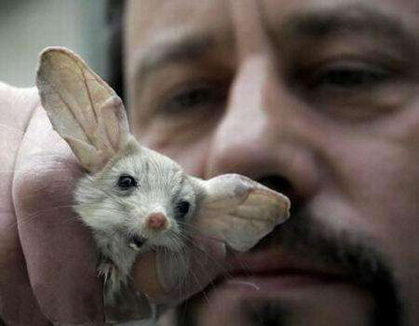 沙漠中的米老鼠长耳跳鼠：体型娇小耳朵大而长相当可爱(图3)