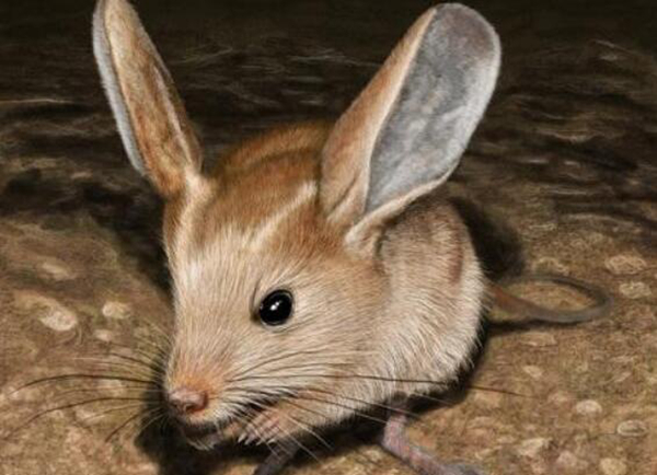 沙漠中的米老鼠长耳跳鼠：体型娇小耳朵大而长相当可爱(图1)