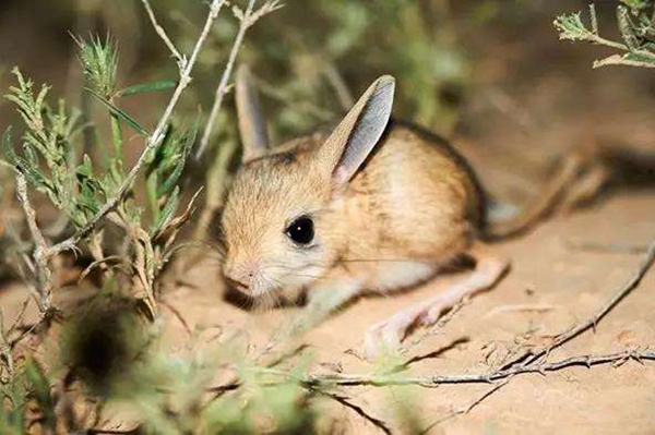 沙漠中的米老鼠长耳跳鼠：体型娇小耳朵大而长相当可爱(图5)