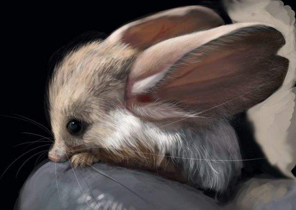 沙漠中的米老鼠长耳跳鼠：体型娇小耳朵大而长相当可爱(图4)