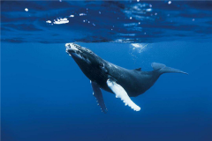鲸鱼的祖先进化图 鲸鱼最早生活在树上(长有四肢和毛发)