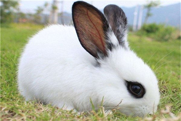 兔子的祖先是什么?