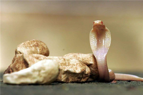 冷血动物化蛇图片