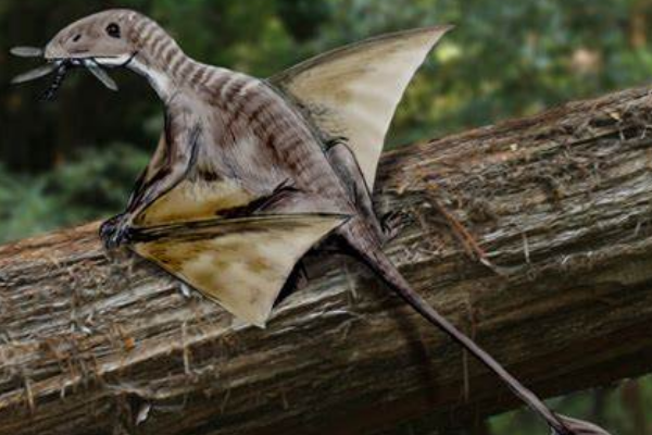 蓓天翼龙最原始的翼龙目长60厘米出土于意大利