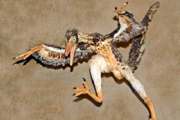 千禧中国鸟龙:唯一长毒腺的恐龙(仅火鸡大\/