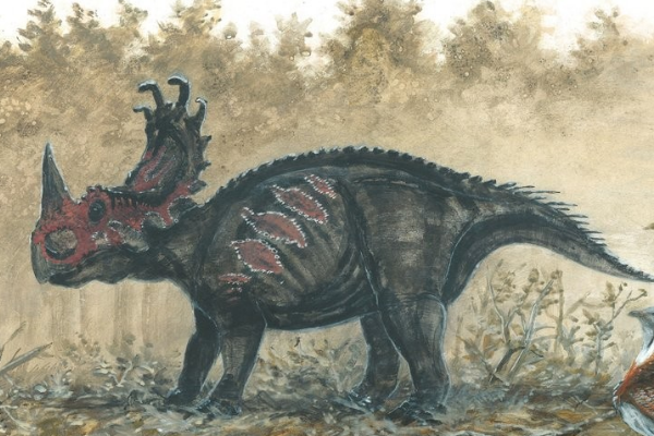 中国角龙:山东大型恐龙(长7米\/颈盾似皇冠)