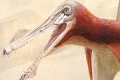 乌克提纳翼龙:北美翼龙类(第三对牙齿硕大/长15厘米)