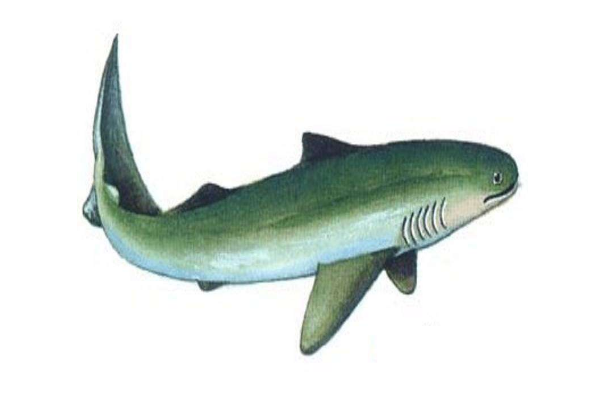 鲨鱼的祖先是什么动物?诞生于4亿年前(体长仅1米)(图1)