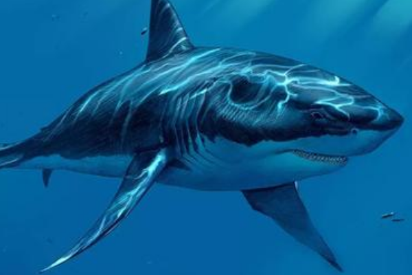 鲨鱼的祖先是什么动物?诞生于4亿年前(体长仅1米)(图3)