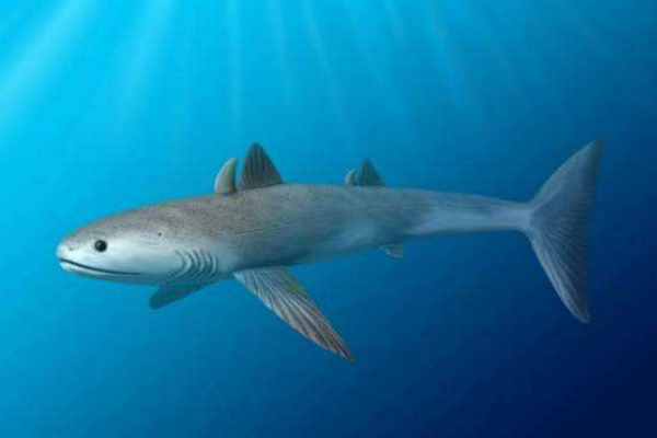 鲨鱼的祖先是什么动物?诞生于4亿年前(体长仅1米)(图2)