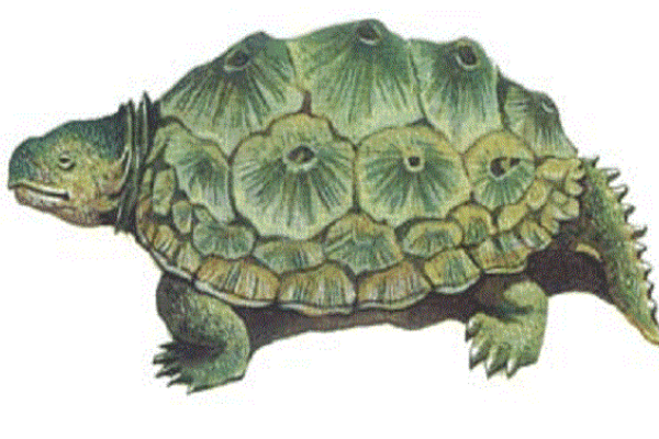 乌龟的祖先是什么动物?身体无法缩入壳内(
