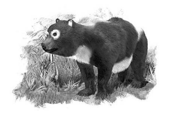 大熊猫祖先是什么动物?八百万年前还是吃肉猛兽(图1)