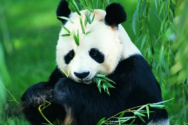 大熊猫祖先是什么动物?八百万年前还是吃肉猛兽(图3)