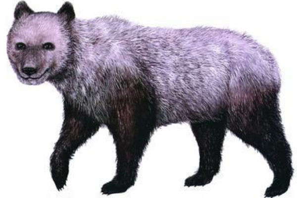 大熊猫祖先是什么动物?八百万年前还是吃肉猛兽(图2)