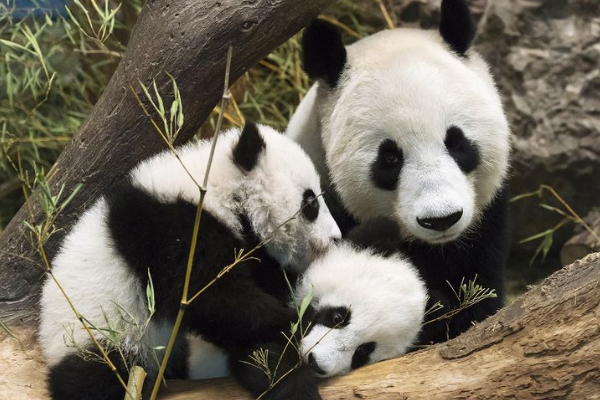 大熊猫祖先是什么动物?八百万年前还是吃肉猛兽(图4)