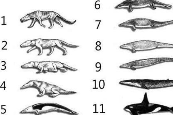 鲸的祖先是什么动物?外形酷似狗(被迫下海觅食)(图3)