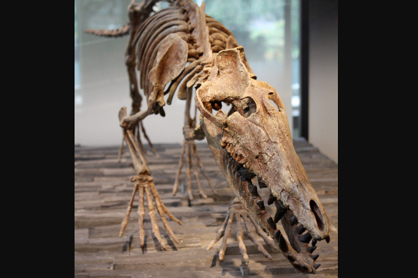 鲸的祖先是什么动物?外形酷似狗(被迫下海觅食)(图4)