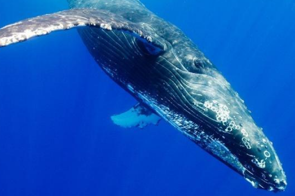 鲸的祖先是什么动物?外形酷似狗(被迫下海觅食)(图1)