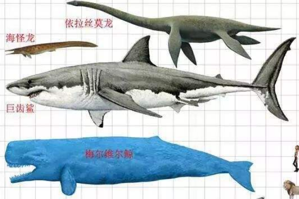 大白鲨的祖先是什么动物？巨齿鲨(咬合力堪比霸王龙)插图2