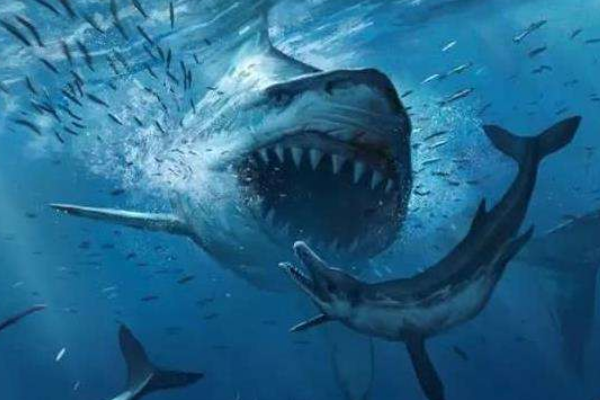 大白鲨的祖先是什么动物？巨齿鲨(咬合力堪比霸王龙)插图4