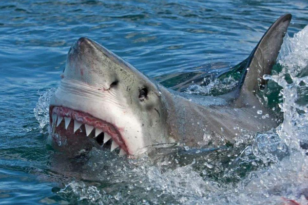 大白鲨的祖先是什么动物？巨齿鲨(咬合力堪比霸王龙)插图6