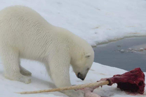 北极熊的天敌是什么图片