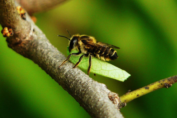樵叶蜂的天敌是什么 胡蜂成群捕食 樵叶蜂机智堵洞穴 探秘志