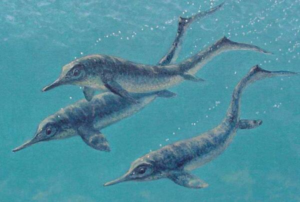 海豚进化过程图片大全图片