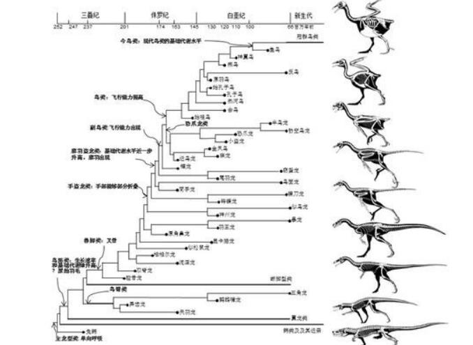 恐龙的进化过程简介图片