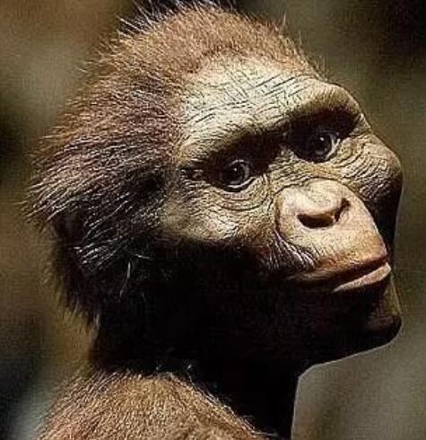 地球上第一个人是谁，20岁的女猿人露西（距今320万年）(图3)
