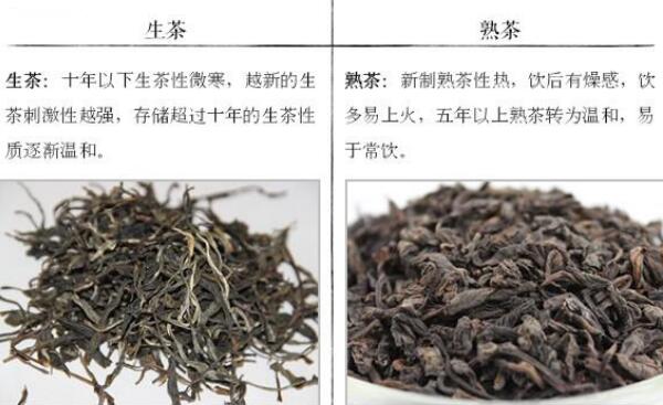 普洱生茶和熟茶的功效图片