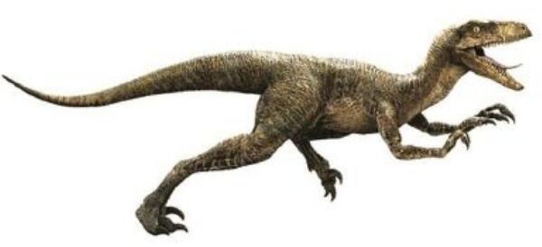 齿河盗龙阿根廷大型食肉恐龙长7米距今6500万年前