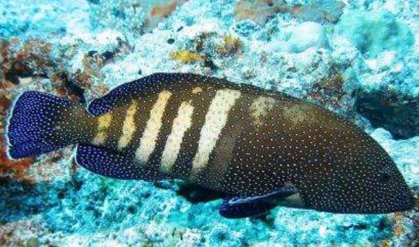 斑点九棘鲈：漂亮且美味的中型石斑鱼（体色会不断变化）(图1)