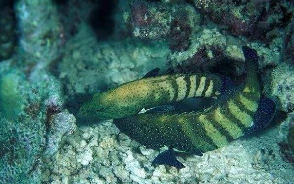 斑点九棘鲈：漂亮且美味的中型石斑鱼（体色会不断变化）(图2)