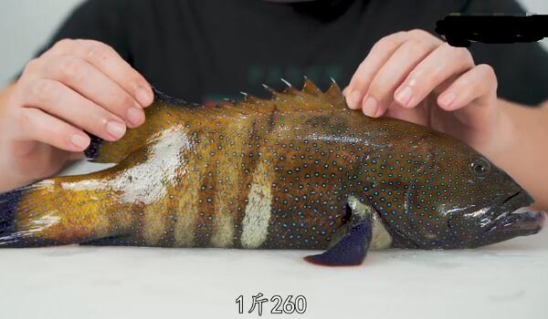 斑点九棘鲈：漂亮且美味的中型石斑鱼（体色会不断变化）(图4)